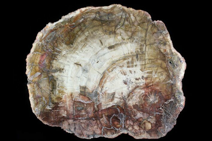 Colorful Petrified Wood (Araucaria) Round - #81339